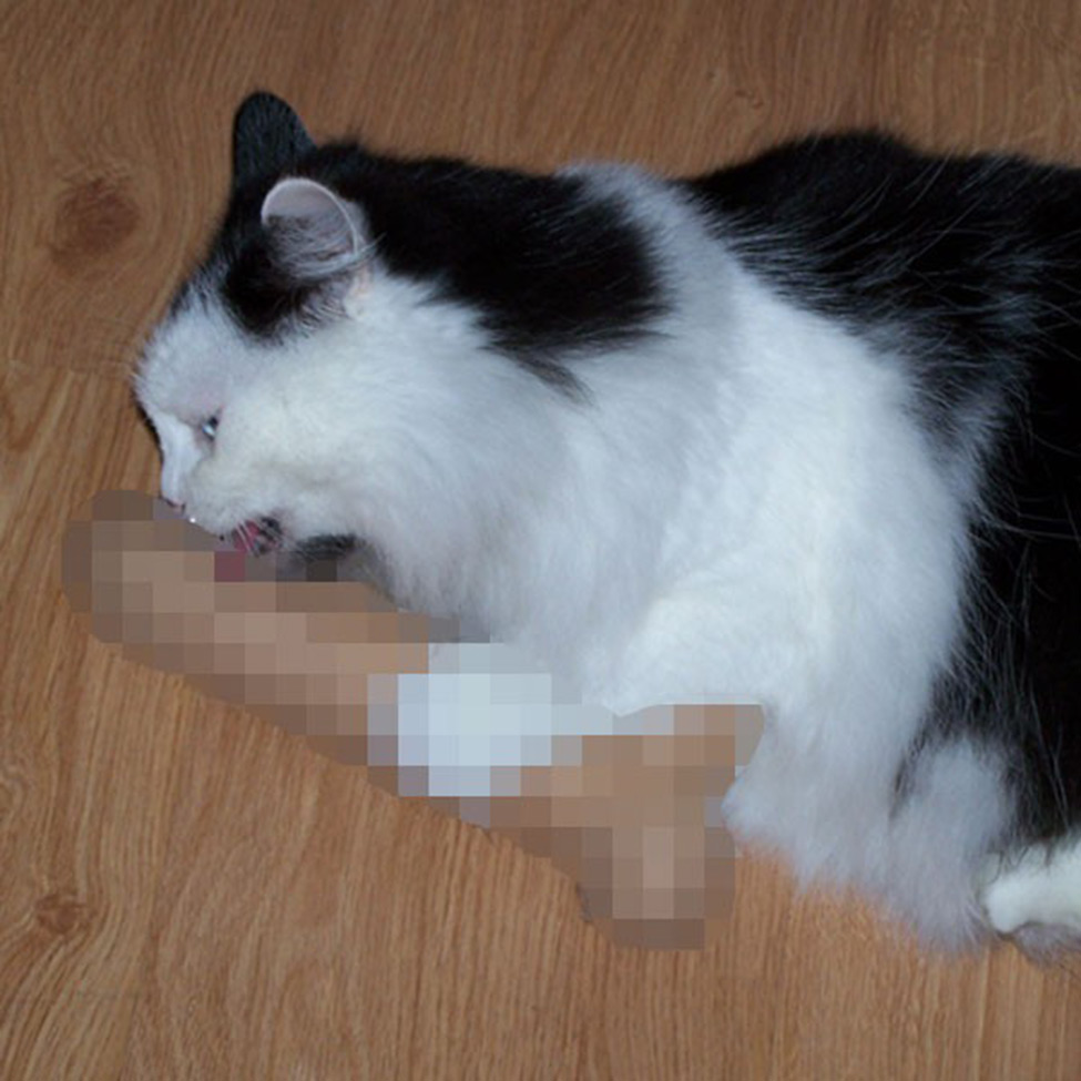 Cat Licking Dick 2