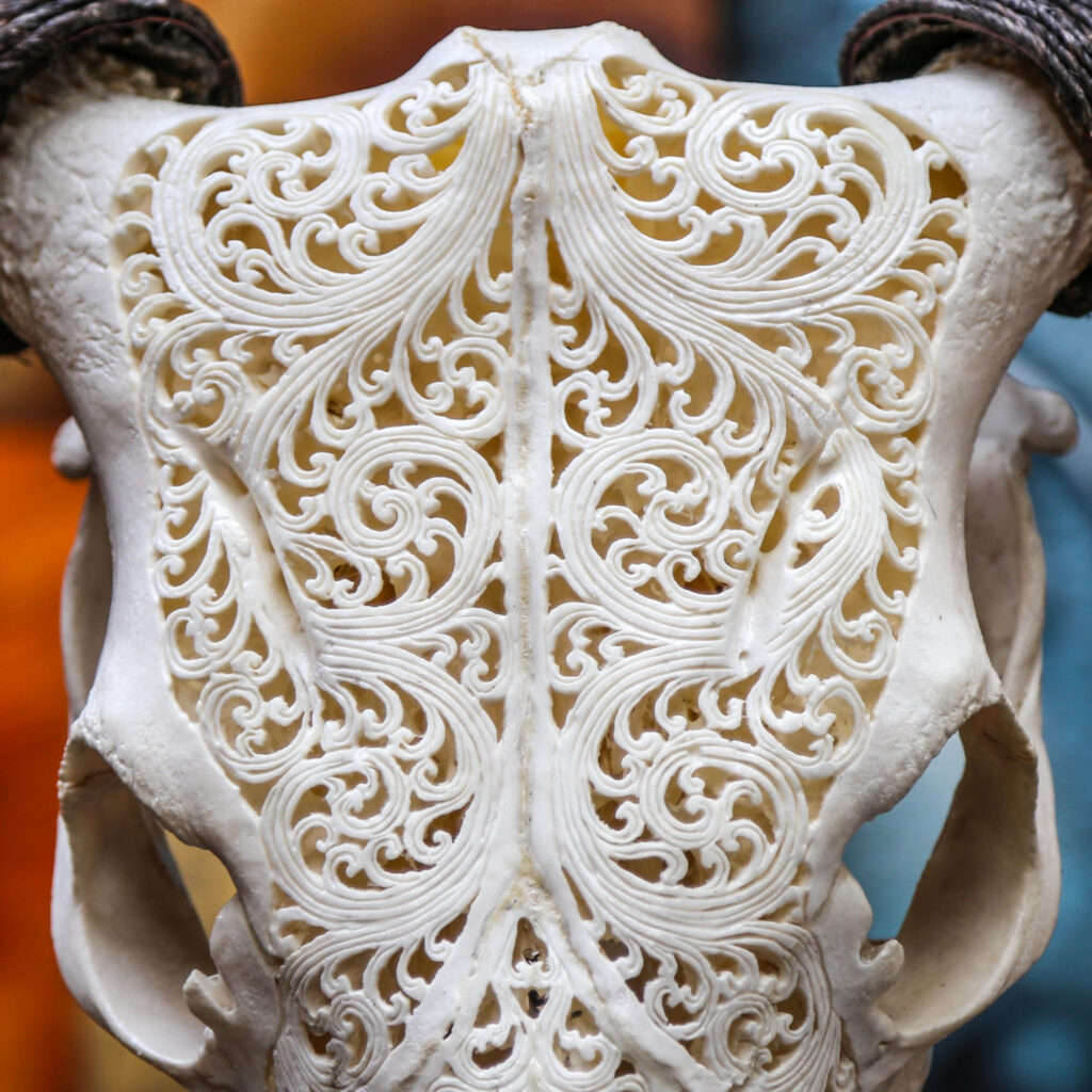 Hand Carved Steer Skull | BespokeBug